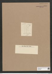Synedra sp. (de-Toni-Nr.: Genus 66) Zeichnungen Sammlung Grunow Nr. 5418 (NHMW-BOT-W0373854)